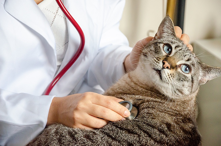 closeup-on-tabby-cat-at-the-vet-with-a-stethoscope-2022-11-08-05-18-01-utc.jpg 